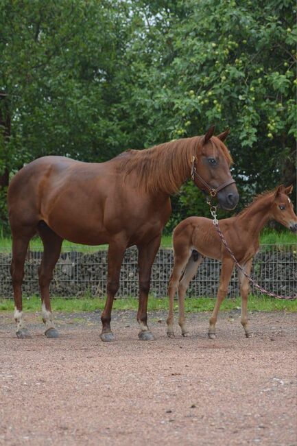 Tragende Quarter Horse Stute von Little Nic Tari, Kerstin Rehbehn (Pferdemarketing Ost), Konie na sprzedaż, Nienburg, Image 6