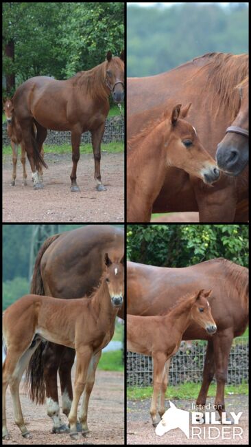 Tragende Quarter Horse Stute von Little Nic Tari, Kerstin Rehbehn (Pferdemarketing Ost), Konie na sprzedaż, Nienburg, Image 8