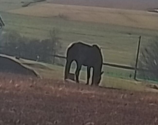Schweres Warmblut Stute, Heidi Nobis, Konie na sprzedaż, Stollberg