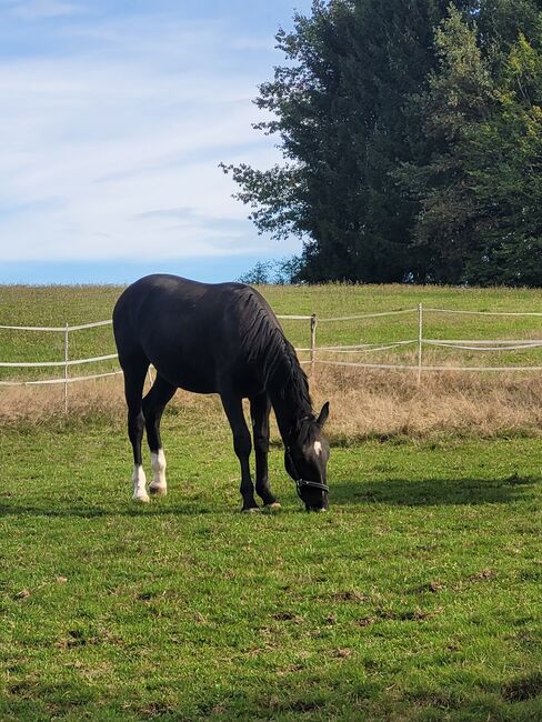 Schweres Warmblut Stute ( Schlesier), Rene , Konie na sprzedaż, Tiefenbach , Image 7