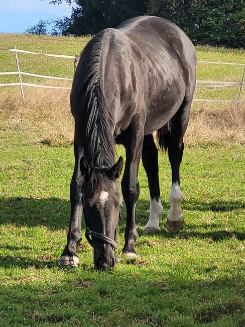 Schweres Warmblut Stute ( Schlesier), Rene , Konie na sprzedaż, Tiefenbach , Image 2