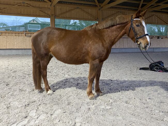 Schwere Warmblut Stute, Eileen Morello, Konie na sprzedaż, Beimerstetten