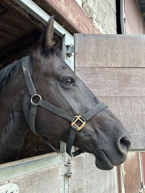 Schwere Warmblutstute zu verkaufen, Svea Schneider, Konie na sprzedaż, Hünstetten, Image 2