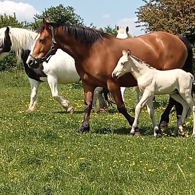 Class 1 Connemara Mare, Miranda Mulcahy, Horses For Sale, Kenmare , Co Kerry