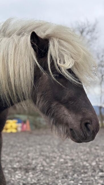 Classic Pony 7J, Corina Meier, Horses For Sale, Zürich, Image 3