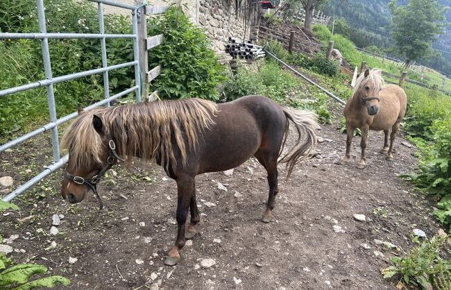 Classic Pony Hengst, BM, Pferd kaufen, Oetz, Abbildung 5