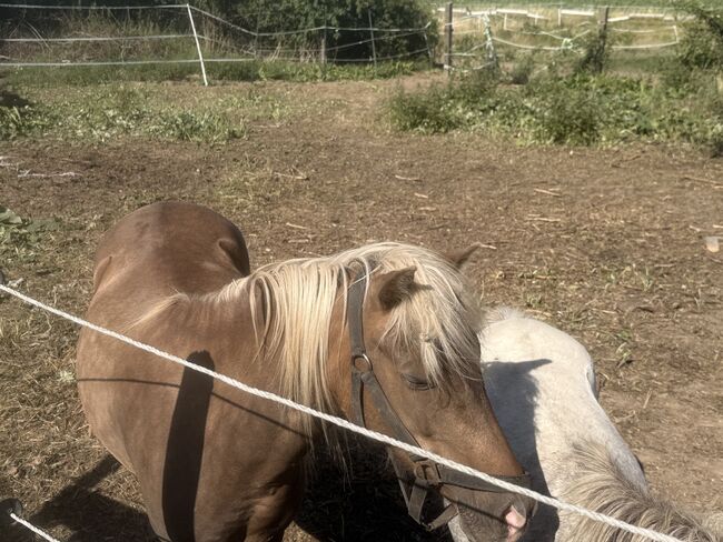 Classic Pony Stute sucht erfahrene Hände, Sophie, Horses For Sale, Aschara