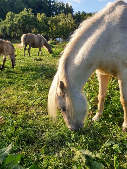 Classic Pony Stute, Nicole Kindl , Pferd kaufen, Ahlbeck 