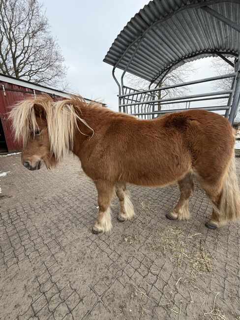 Classicpony, Kathrin Heyer, Horses For Sale, Beverstedt