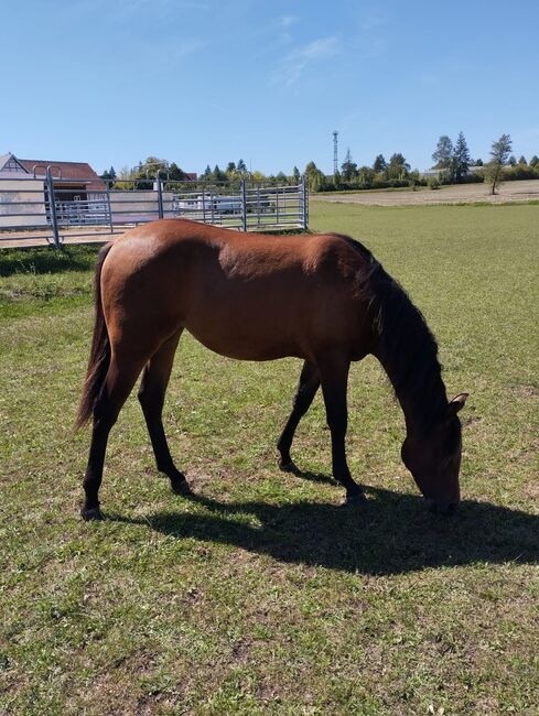 CM Someone Like You - Dein Herzenspferd mit Perspektive, Kerstin Rehbehn (Pferdemarketing Ost), Horses For Sale, Nienburg, Image 4
