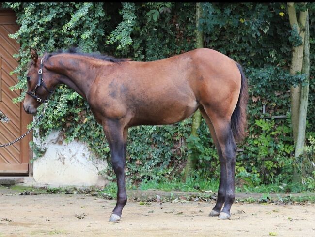 CM Someone Like You - Dein Herzenspferd mit Perspektive, Kerstin Rehbehn (Pferdemarketing Ost), Horses For Sale, Nienburg, Image 5
