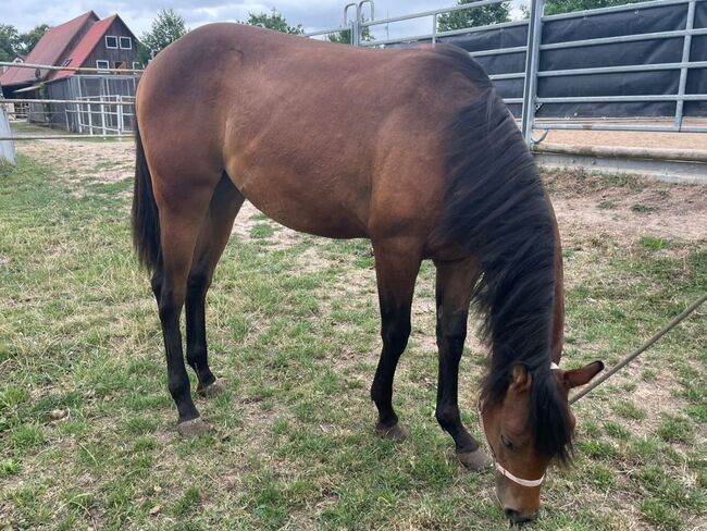 CM Someone Like You - Dein Herzenspferd mit Perspektive, Kerstin Rehbehn (Pferdemarketing Ost), Horses For Sale, Nienburg