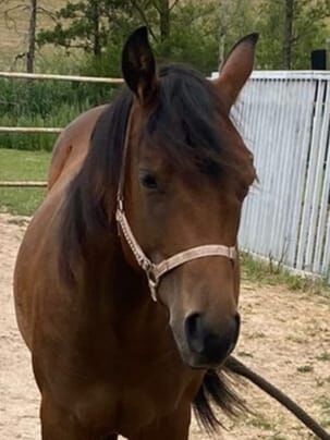 CM Someone Like You - Dein Herzenspferd mit Perspektive, Kerstin Rehbehn (Pferdemarketing Ost), Horses For Sale, Nienburg, Image 2