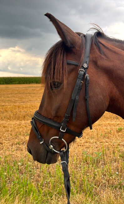 Cob Zaumzeug Leder schwarz mit Zügel Trensenzaum Trense Pferd, M.M., Bridles & Headstalls, Burghausen