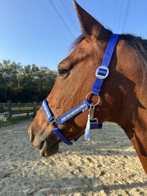 COB Halfter Neu Vollblut Blau Foto Halfter Silber, Erdbeer Pony Blue, Raffaela, Halfter, Oberhausen, Abbildung 3