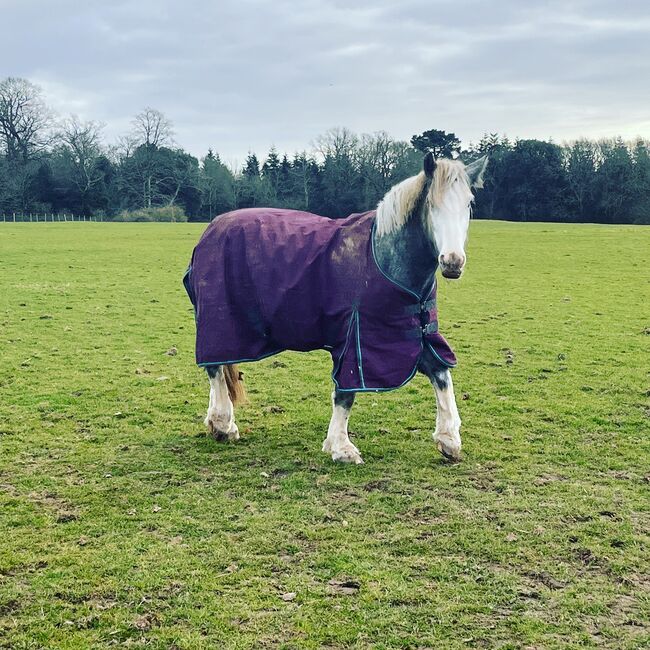 Cob x Irish Draught  4 years old 14.3 mare, Clair Ramsden, Horses For Sale, Worthing, Image 3