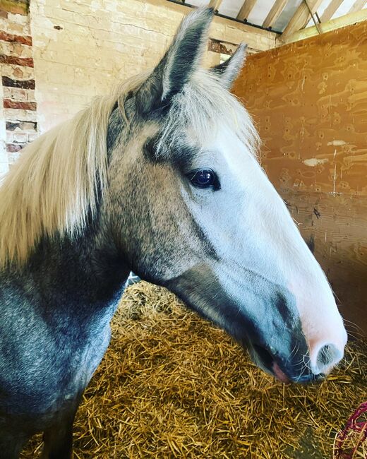 Cob x Irish Draught  4 years old 14.3 mare, Clair Ramsden, Horses For Sale, Worthing, Image 4