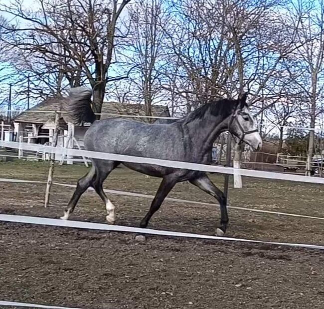 COBOLENSKY x CHIN CHIN, Wladek, Horses For Sale, Békésszentandrás , Image 2