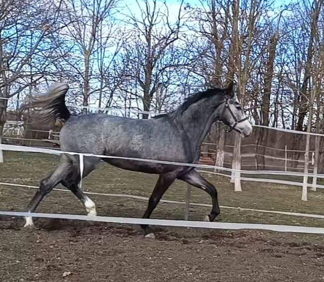 COBOLENSKY x CHIN CHIN, Wladek, Horses For Sale, Békésszentandrás 