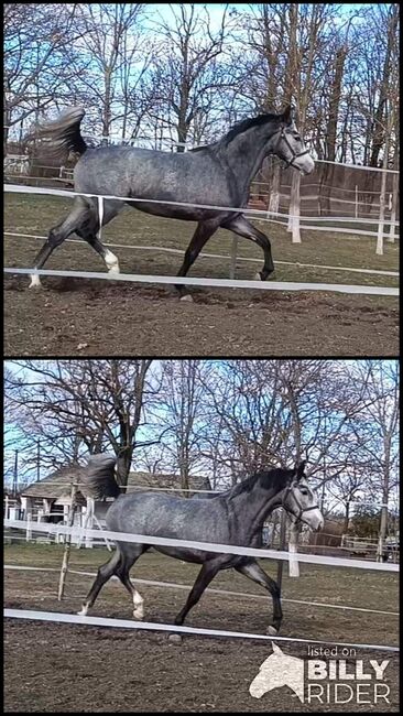 COBOLENSKY x CHIN CHIN, Wladek, Horses For Sale, Békésszentandrás , Image 3