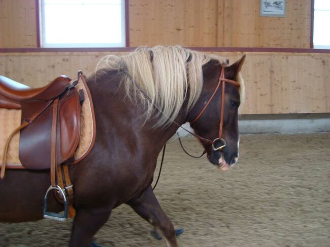 Cobra Dressursattel 17,5 evtl. auch für Schwarzwälder o. ä., Cobra Dressursattel, Franz Baur, Dressage Saddle, Wannweil, Image 2