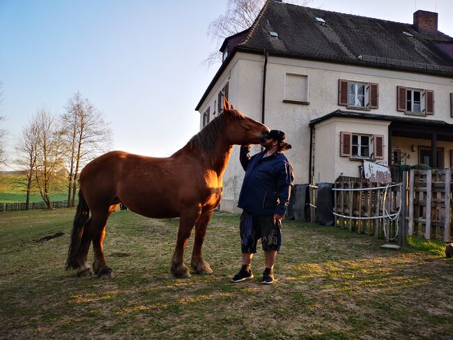 Kaltblutstute, Barbara Ott, Horses For Sale, Bad Neualbenreuth 