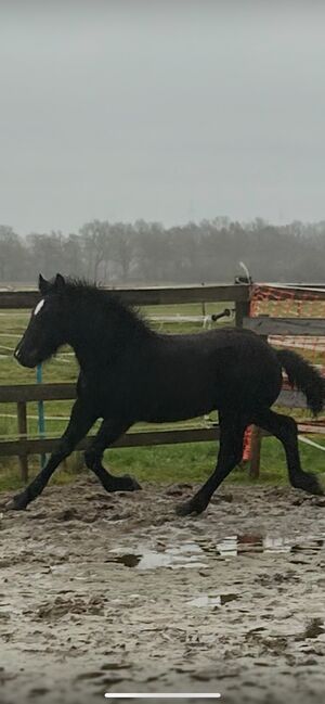 Kaltblutmix Hengst, Janina , Horses For Sale, Garrel, Image 3