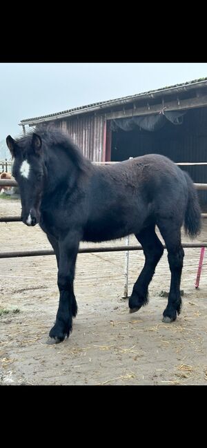 Kaltblutmix Hengst, Janina , Horses For Sale, Garrel, Image 4