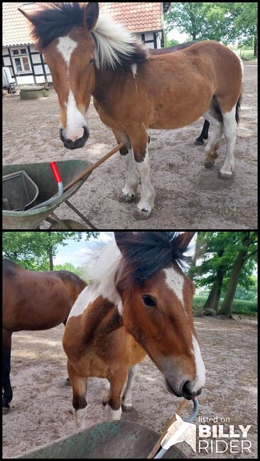 Kaltblutstute 1.5 abzugeben, Lydia, Horses For Sale, Hille, Image 3
