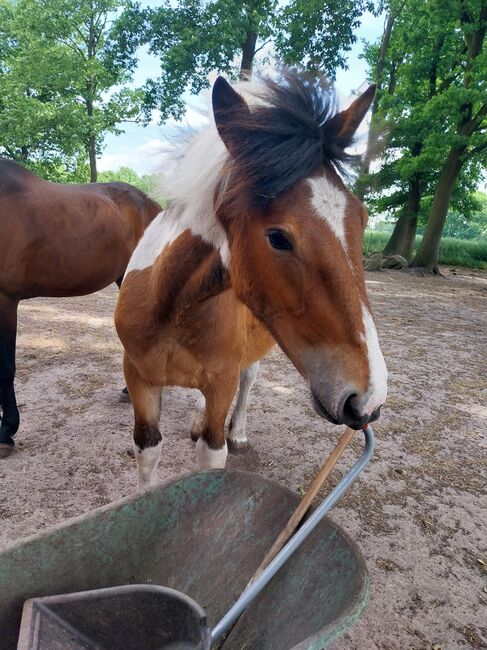 Kaltblutstute 1.5 abzugeben, Lydia, Horses For Sale, Hille, Image 2