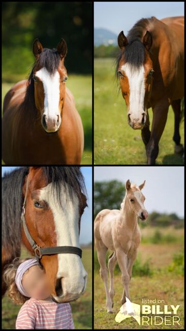 Colonels Smoking Gun / Smart Chic Olena Enkelin, Kerstin Rehbehn (Pferdemarketing Ost), Horses For Sale, Nienburg, Image 5