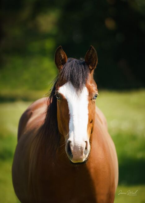 Colonels Smoking Gun / Smart Chic Olena Enkelin, Kerstin Rehbehn (Pferdemarketing Ost), Horses For Sale, Nienburg