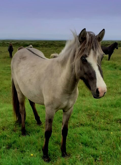 Bunt plus viel Charakter und schöne Bewegungen, Islandpferde-aus-Island, Horses For Sale, Südisland