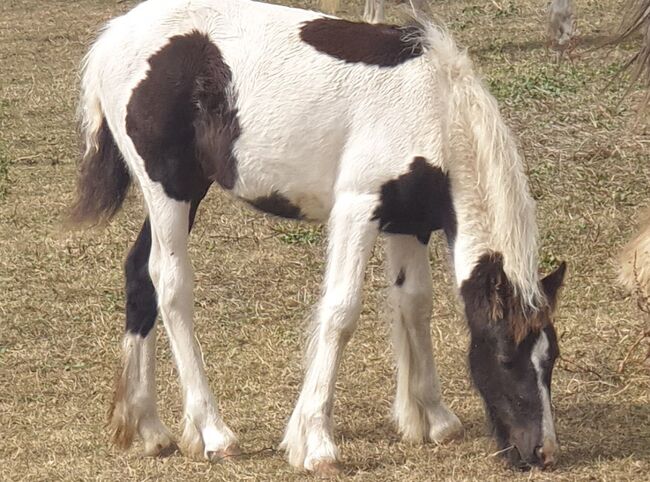 Coloured gypsy cob x filly, Miss n e Relf, Horses For Sale, Grays, Image 3