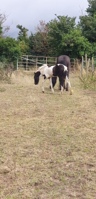Coloured gypsy cob x filly, Miss n e Relf, Horses For Sale, Grays, Image 7