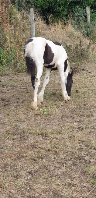 Coloured gypsy cob x filly, Miss n e Relf, Horses For Sale, Grays, Image 5