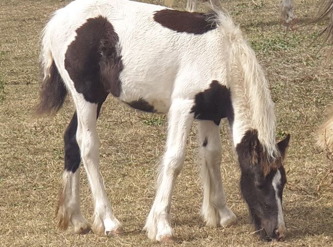 Coloured gypsy cob x filly, Miss n e Relf, Konie na sprzedaż, Grays, Image 3