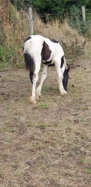 Coloured gypsy cob x filly, Miss n e Relf, Konie na sprzedaż, Grays, Image 5