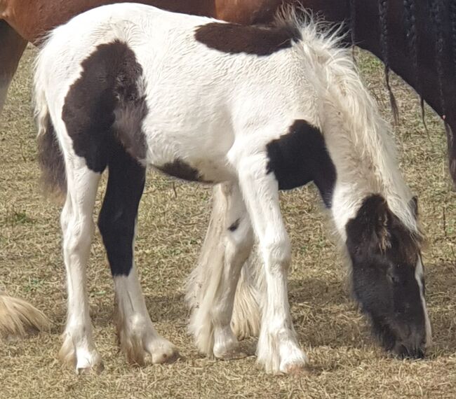 Coloured gypsy cob x filly, Miss n e Relf, Pferd kaufen, Grays, Abbildung 4