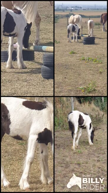 Coloured gypsy cob x filly, Miss n e Relf, Pferd kaufen, Grays, Abbildung 8