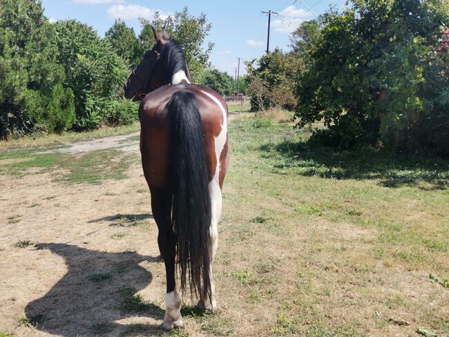 Buntes pferd, Jozsef, Horses For Sale, Békés, Image 2