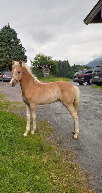 Hengstfohlen Alexander geboren 22.04.2023, Pfister Elfriede, Horses For Sale, Maishofen