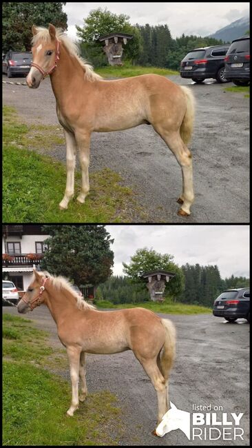 Hengstfohlen Alexander geboren 22.04.2023, Pfister Elfriede, Horses For Sale, Maishofen, Image 3