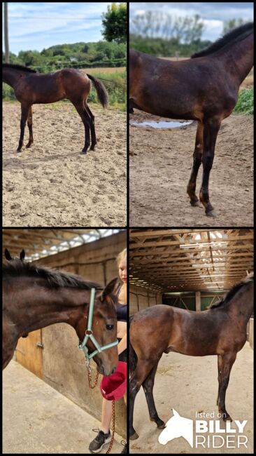 Hengstfohlen von Comme Prevu, Manuela Menzel , Horses For Sale, Magdeburg, Image 9