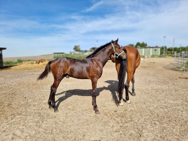 Hengstfohlen von Comme Prevu, Manuela Menzel , Horses For Sale, Magdeburg, Image 8