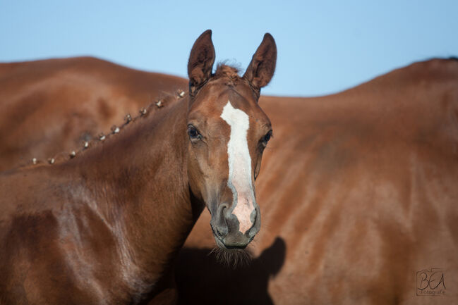 Hengstfohlen v. Forlee Springpferd, Madeleine Torres , Horses For Sale, Ennigerloh , Image 2