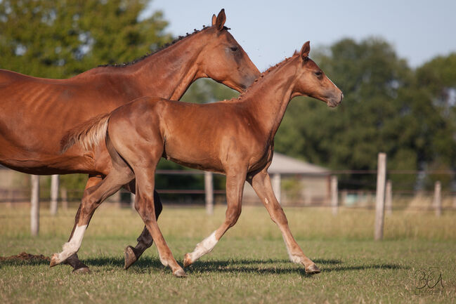 Hengstfohlen v. Forlee Springpferd, Madeleine Torres , Horses For Sale, Ennigerloh 