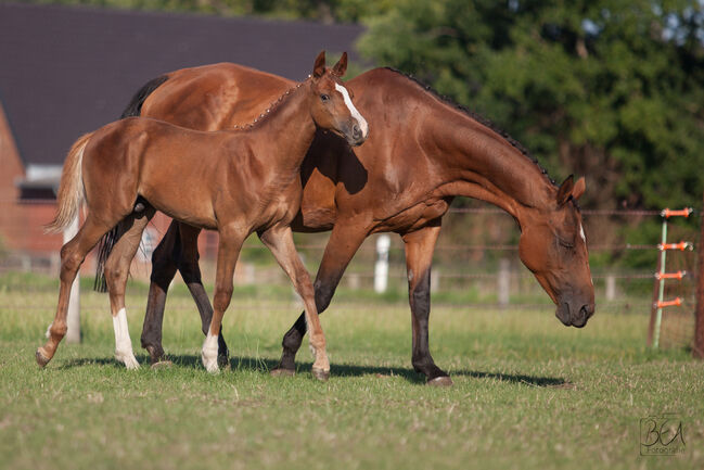 Hengstfohlen v. Forlee Springpferd, Madeleine Torres , Horses For Sale, Ennigerloh , Image 4