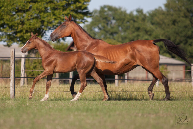 Hengstfohlen v. Forlee Springpferd, Madeleine Torres , Horses For Sale, Ennigerloh , Image 5