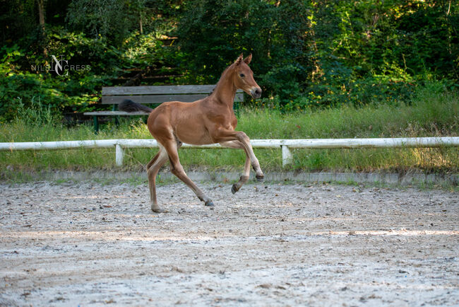 Hengstfohlen von Millennium x Londonderry, Tine Hüttenberger, Horses For Sale, Buseck, Image 3